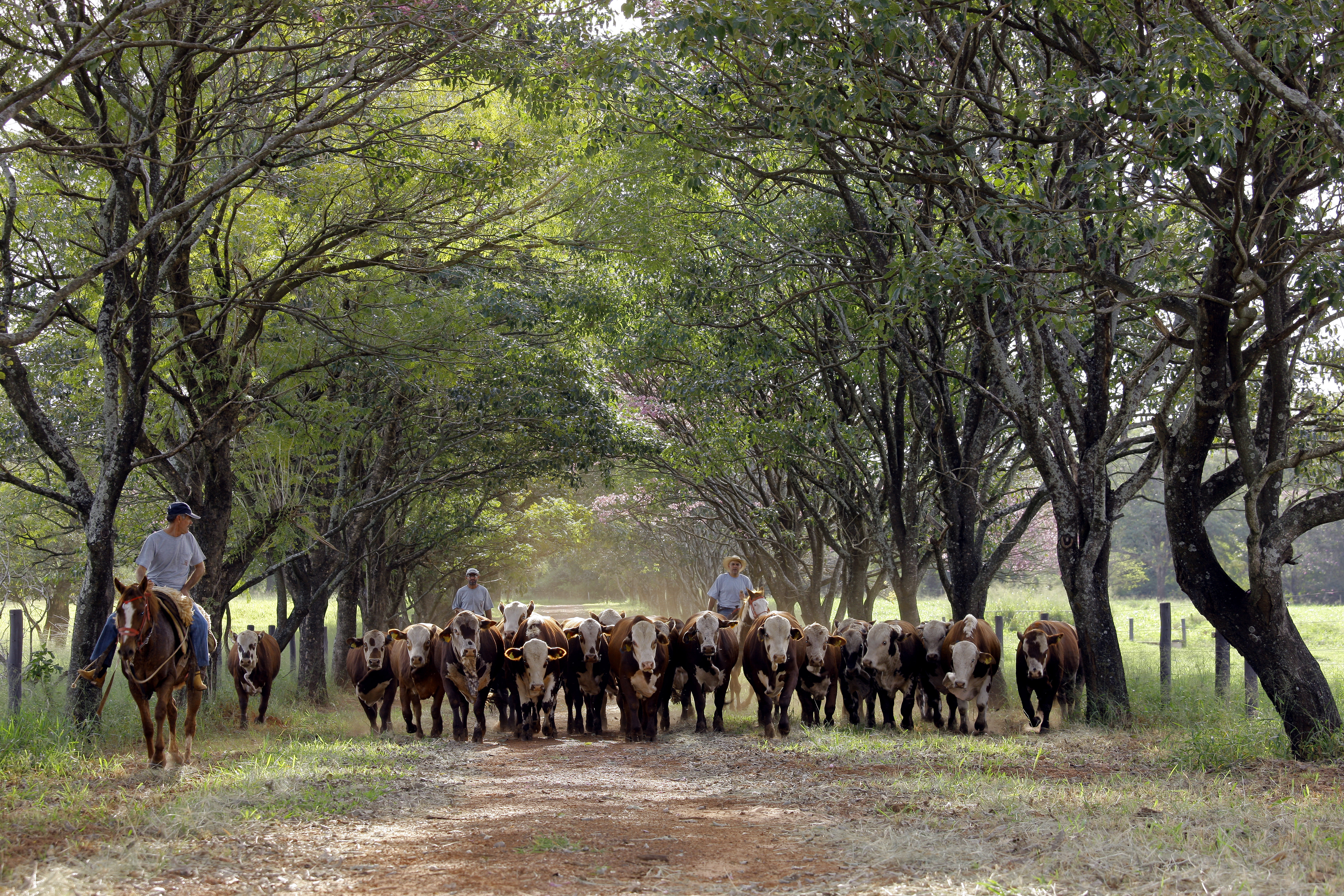 Fazenda Nova oferta Braford e Nelore em 4 de maio